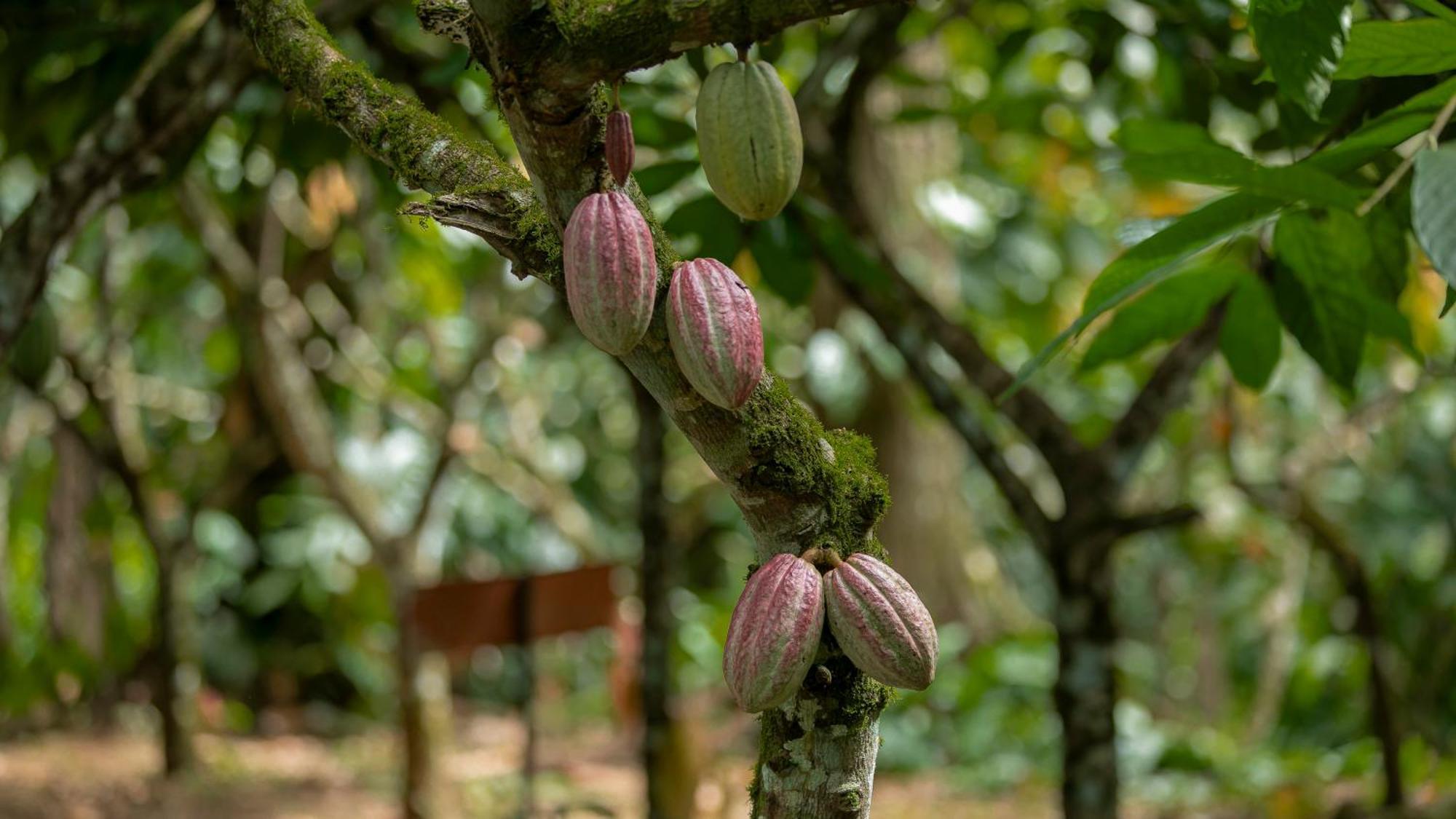 Eden Organic Farm & Bungalows La Fortuna Exterior foto